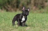 BOULEDOGUE FRANCAIS 571
